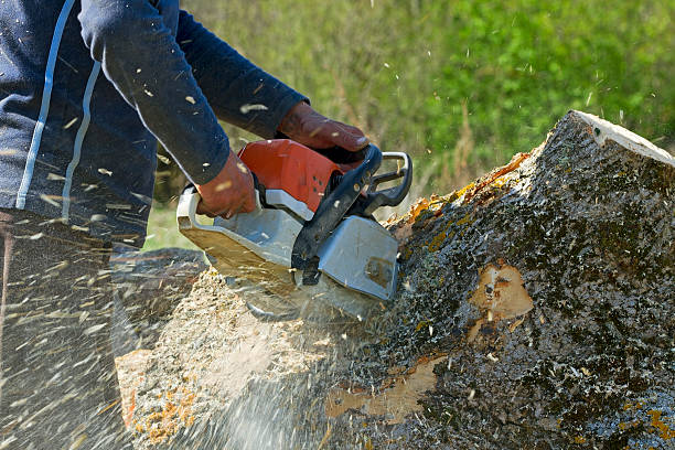 Professional Tree Services in Adrian, MN